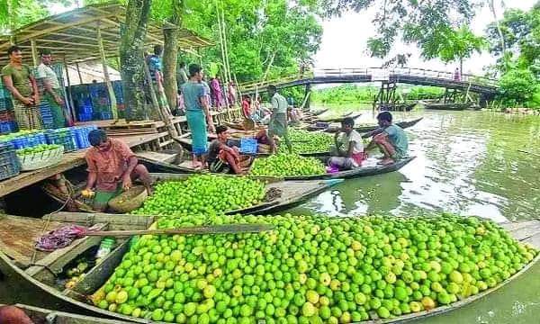 A splash of green and gold: Bhimruli’s guava market comes alive with ripe fruits, drawing both buyers and curious tourists to this unique rural bazaar. (Photo: V7N)